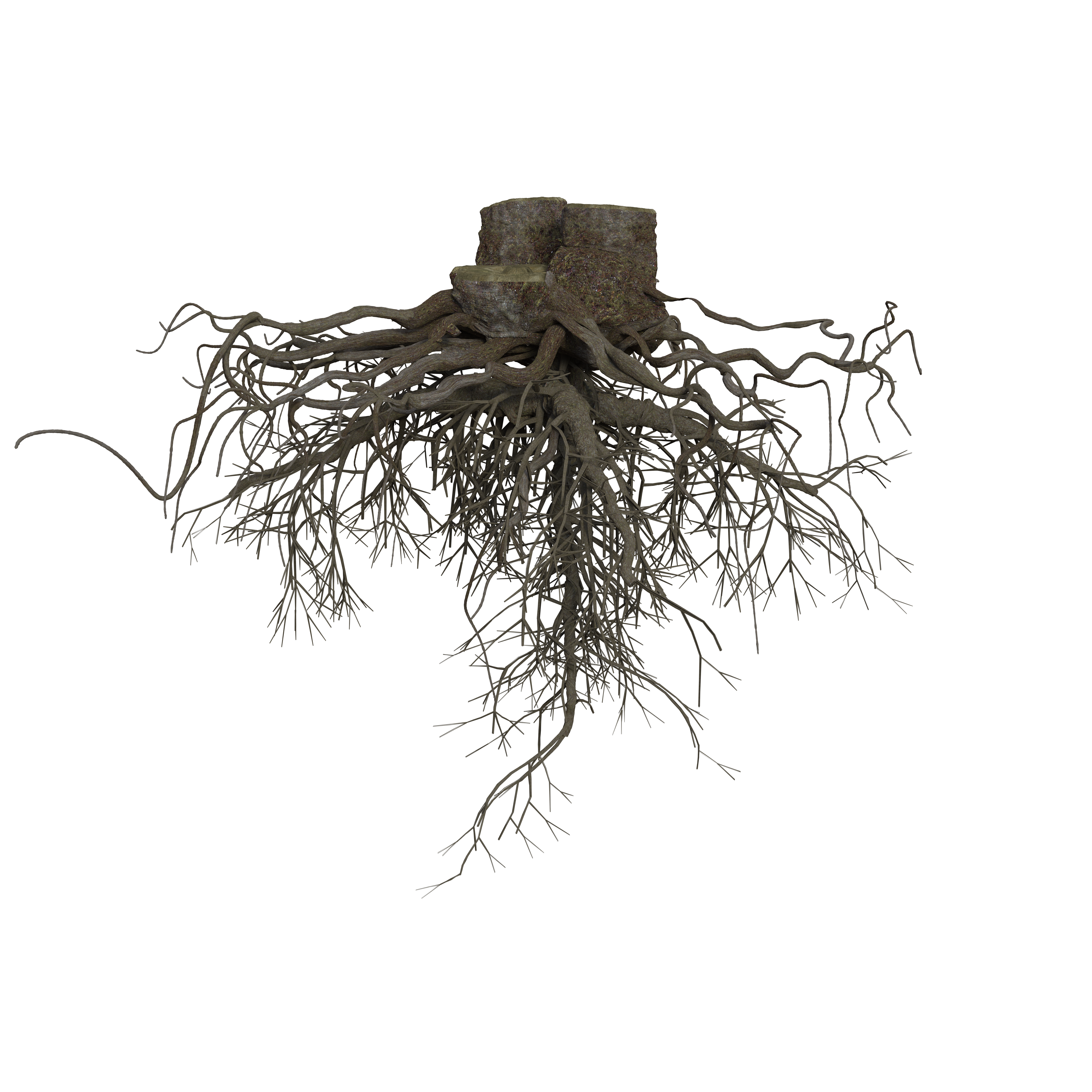 roots